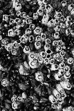 Top down view close up of cluster of Acorn barnacles and other mussels in black and white