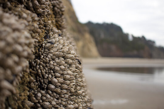Cluster of Gooseneck barnacles on vertical surface with beach and sea cliff in background 