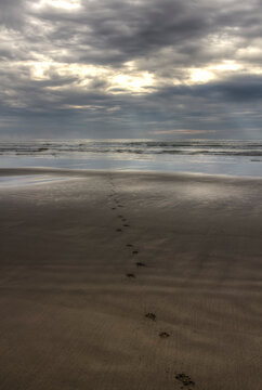 Dog footprints on beach at low tide leading into the water on a cloudy day at sunset 