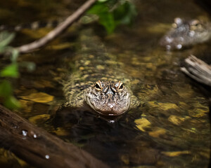 Baby Gator