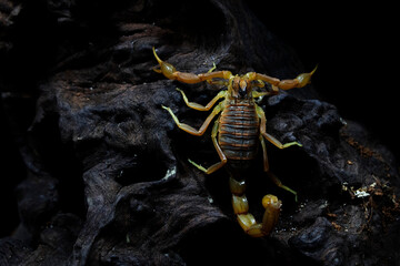 Yellow Scorpion