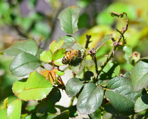 Bee on Rose Bush