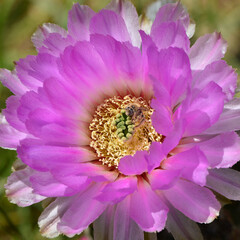Pollen Bee
