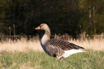 Goose