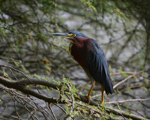 Red Heron