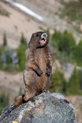 Hoary marmot yelling alert