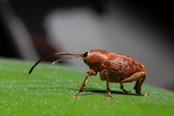 Acorn Weevil