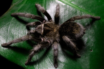 Brazilian Black Tarantula 