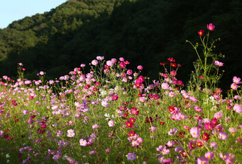 Obraz premium コスモスの花街道