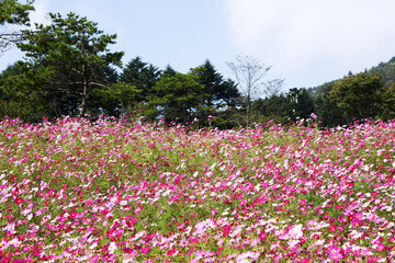 信州　高原のコスモス