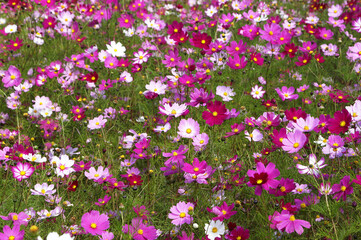 信州　高原のコスモス