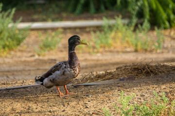 Mallard duck