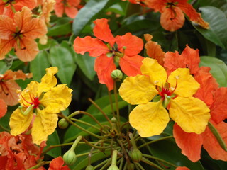 two colors but same flower  