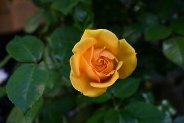 Newly opened yellow Rose