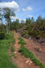 Fototapeta na wymiar Forest on a summer day in Central Norway