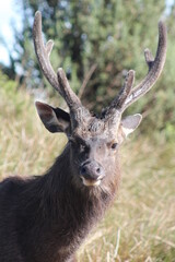 deer in the forest