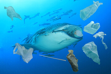 Plastic ocean pollution. Whale Shark filter feeds in polluted ocean, ingesting plastic