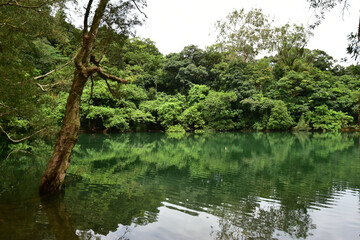 Fototapeta na wymiar Mirror Reflection of Trees in a Pond