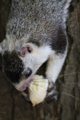 squirrel eating a banana