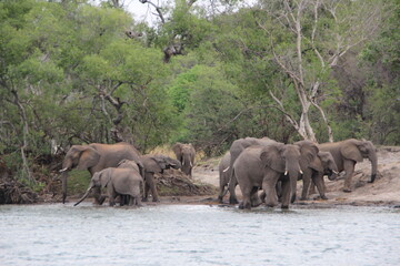 Elephant on the banks of the Zambezi River,  Zimbabwe.