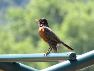 Robin on a Fence 