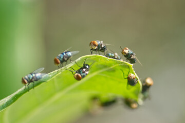 fly on a green leaf