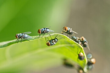 fly on a green leaf
