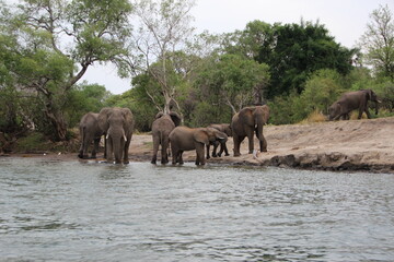 Fototapeta na wymiar Elephant on the banks of the Zambezi River, Zimbabwe.