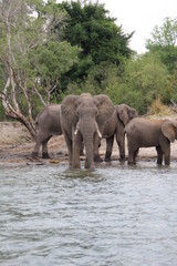 Elephant on the banks of the Zambezi River,  Zimbabwe.