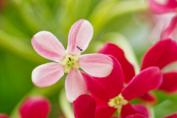 pink orchid flower Combretum indicum