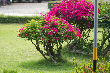 Bougainvillea flowers in garden