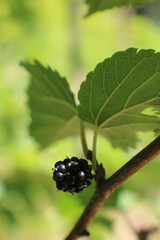 A single ripe mulberry grows in the shade of a mulberry leaf