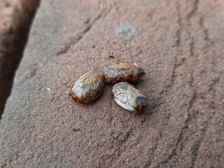 Castor oil plant seeds. Ricinus communis, the castor bean or palma-christi is a species of perennial flowering plant in the spurge family. It is the sole species in the monotypic genus,Ricinus.