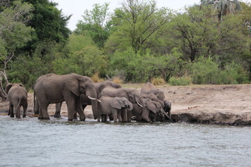 Fototapeta na wymiar Elephant on the banks of the Zambezi River, Zimbabwe.