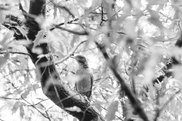 Bird after the storm. 