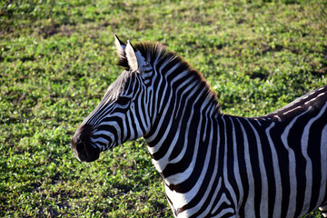 Fototapeta na wymiar A zebra with his ears up