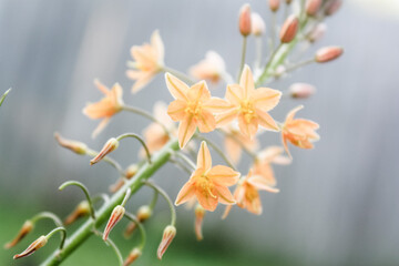 Fototapeta na wymiar Several little blossoming orange flowers