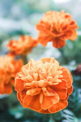 Marigolds from another perspective, highlighting their reds, oranges, and yellows.