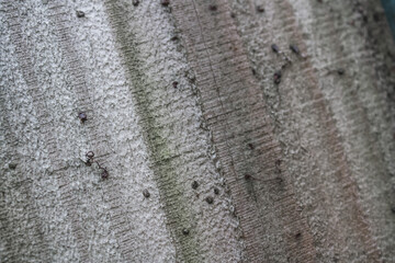 Wooden fence - textured background