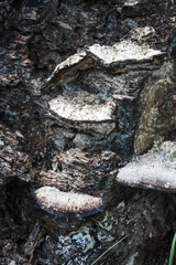 Old mushroom(s) on a log
