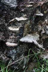 Fototapeta premium Old mushroom(s) on a log