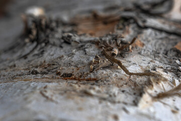 tree bark, birch macro texture