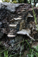 Old mushroom(s) on a log