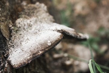 Old mushroom(s) on a log