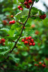 Ripe hawthorn in rainy day. Selective focus. Shallow depth of field.

