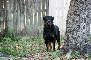 Male adult Rottweiler posing