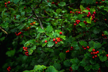 Obraz premium Ripe hawthorn in rainy day. Selective focus. Shallow depth of field. 