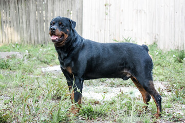 Male adult Rottweiler posing