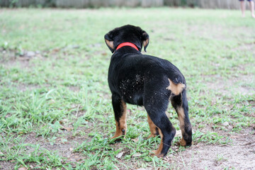 Young female Rottweiler puppy - 15 weeks - standing down
