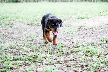 Young female Rottweiler puppy - 15 weeks - standing down
